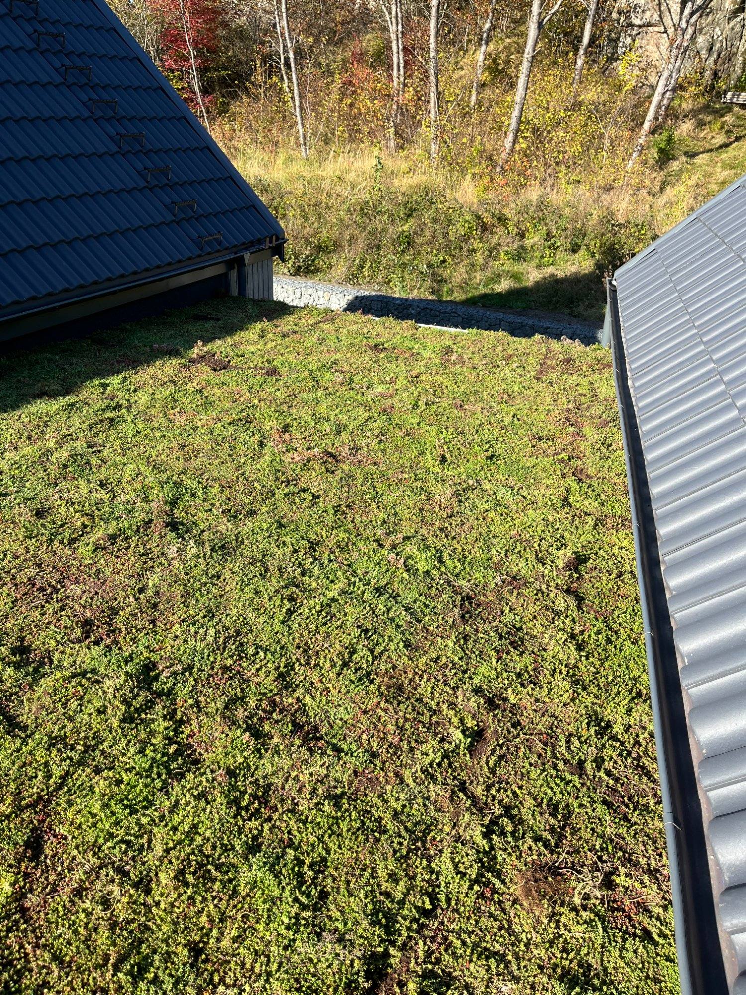 Sedumtak grönt tak Varberg